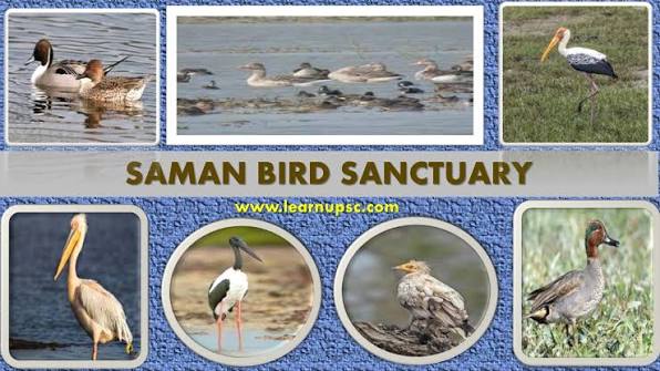 Saman Bird Sanctuary - Uttar Pradesh